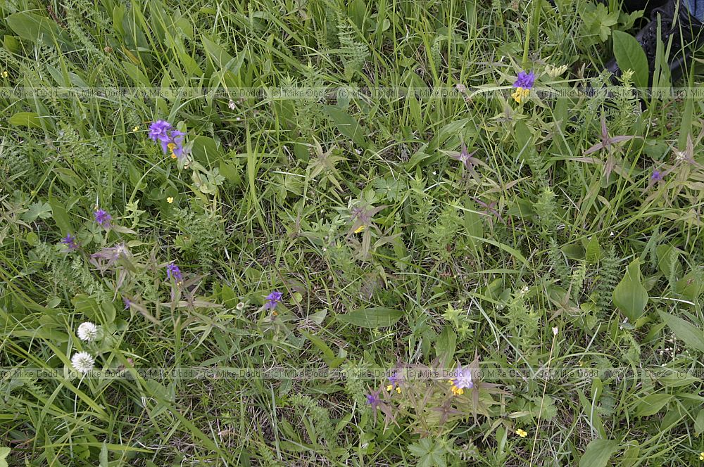 Plant species in wooded meadow