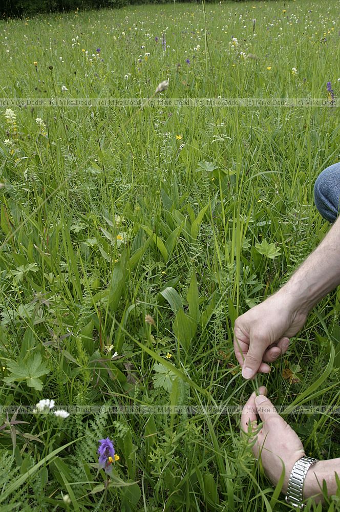 Plant species in wooded meadow