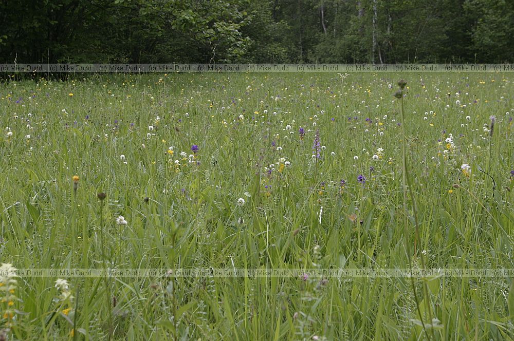 Plant species in wooded meadow