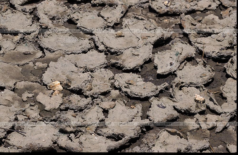 Dried mud