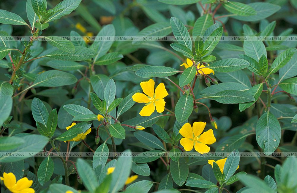 Jussiaea repens La Rochelle