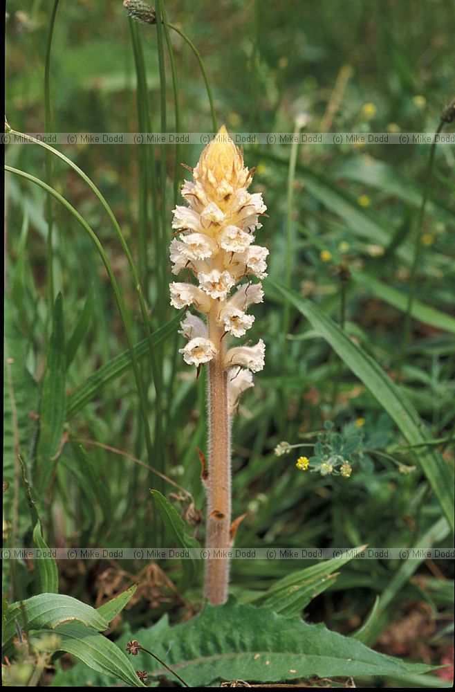 Orobanche loricata