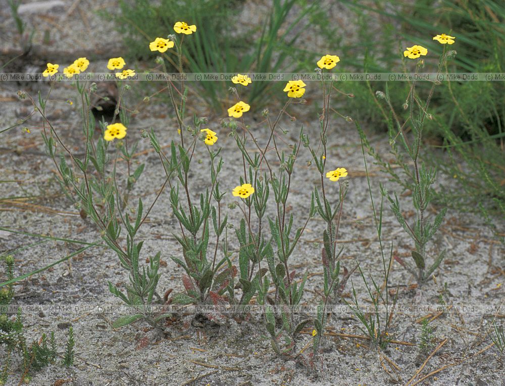Tuberaria guttata Spotted rockrose
