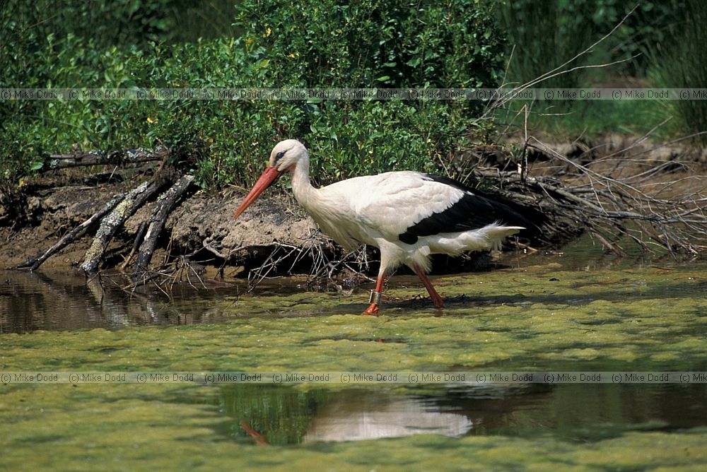 White stork Teich