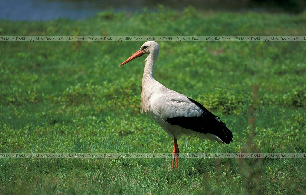 White stork Teich