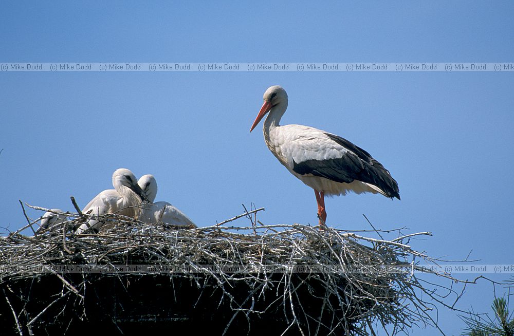 White stork Teich