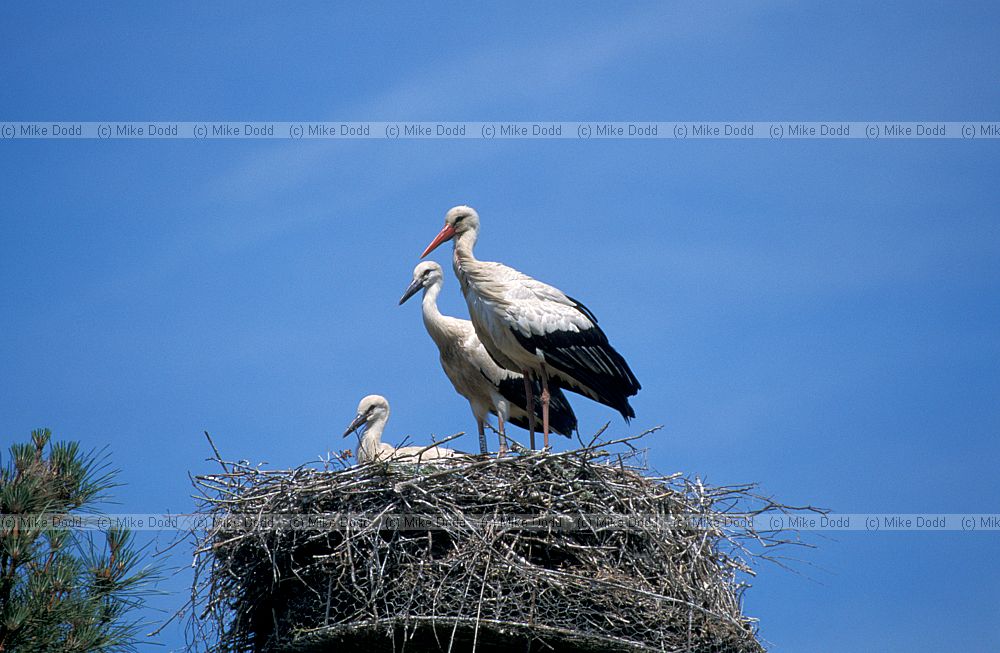 White stork Teich