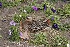 mallard duck nesting in flower boarder Jardin de Luxembourg