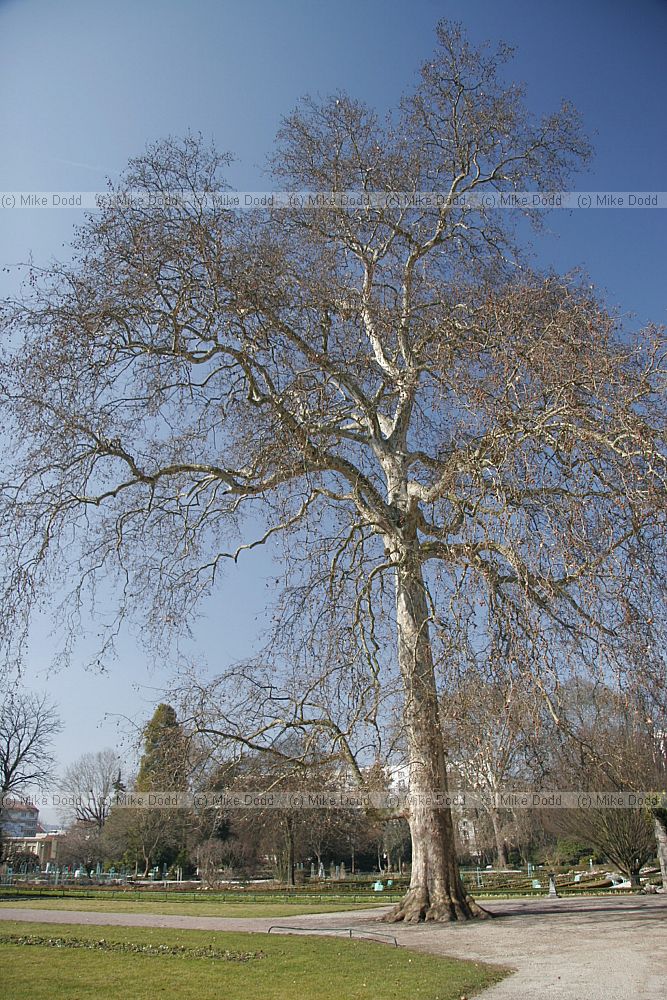 Platanus x hispanica Jardin de l'Arquebuse Dijon