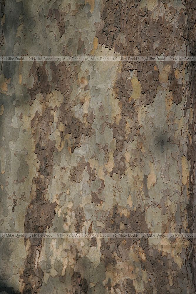 Platanus x hispanica Jardin de l'Arquebuse Dijon