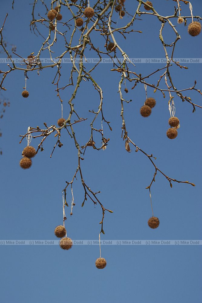 Platanus x hispanica Jardin de l'Arquebuse Dijon