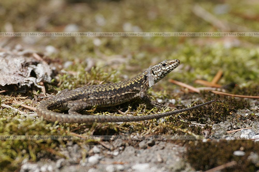 Lizard starting to shed its skin