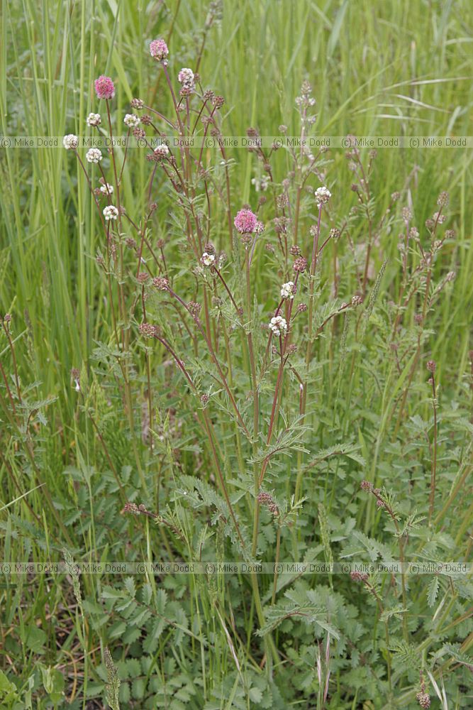 Sanguisorba sp