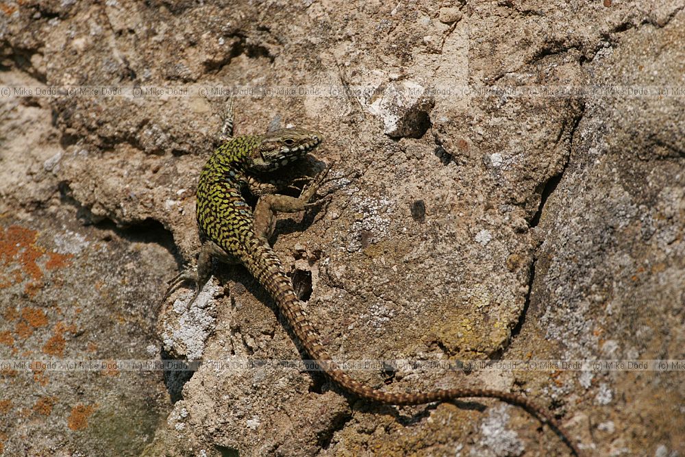 Italian wall lizard
