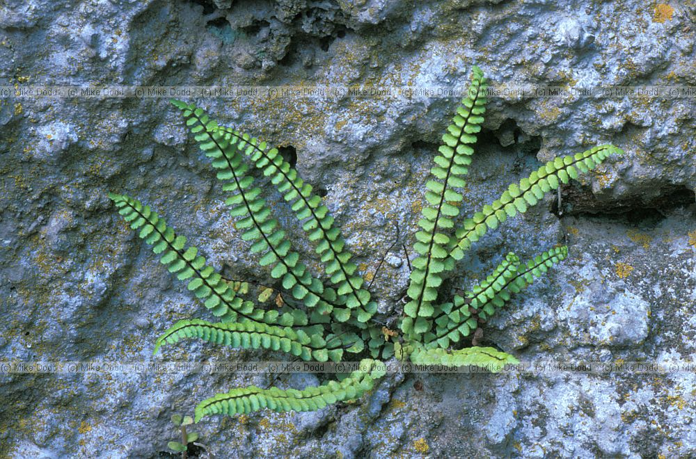 Asplenium trichomanes Maidenhair Spleenwort on house wall Roccalberti