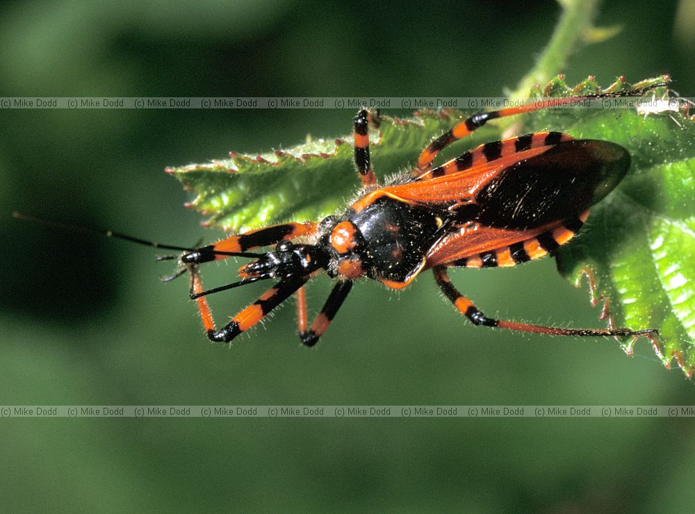 Assassin bug by house Roccalberti