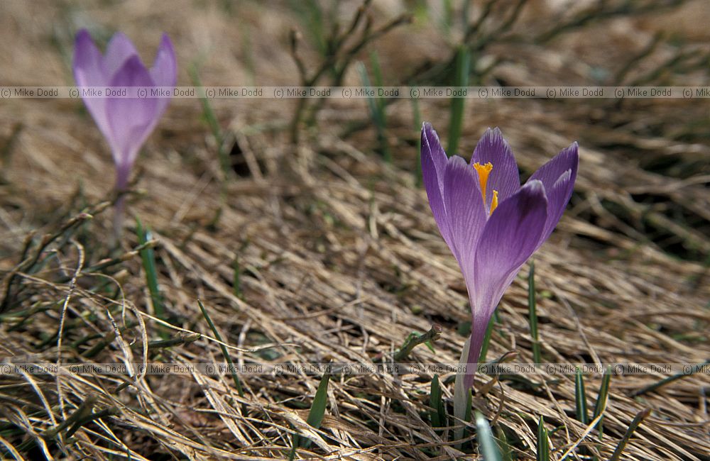 Crocus vernus appenines