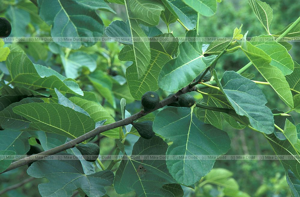 Ficus carica Fig Roccalberti