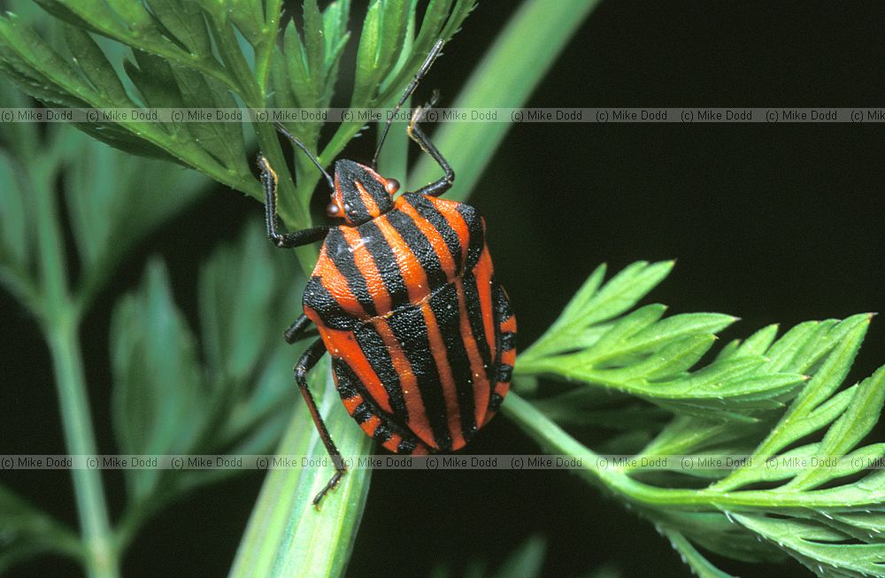Graphosoma italicum Roccalberti