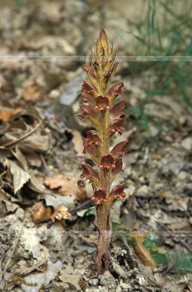 Orobanche rapum-genistae Greater broomrape near Roccalberti