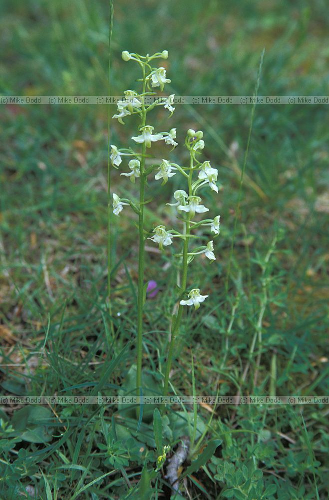 Platanthera chlorantha Greater butterfly orchid near Roccalberti