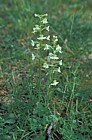 Platanthera chlorantha Greater butterfly orchid near Roccalberti