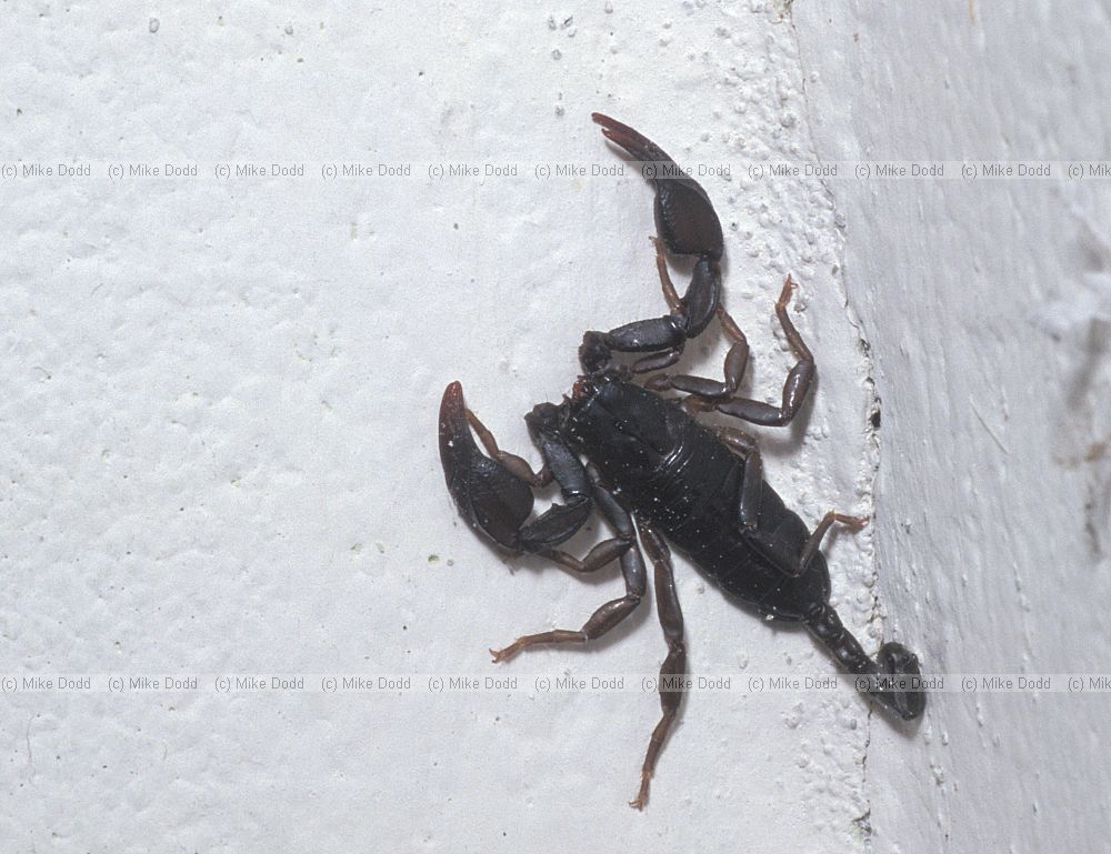 Scorpion in house Roccalberti