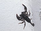 Scorpion in house Roccalberti