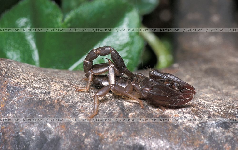 Scorpion in house Roccalberti