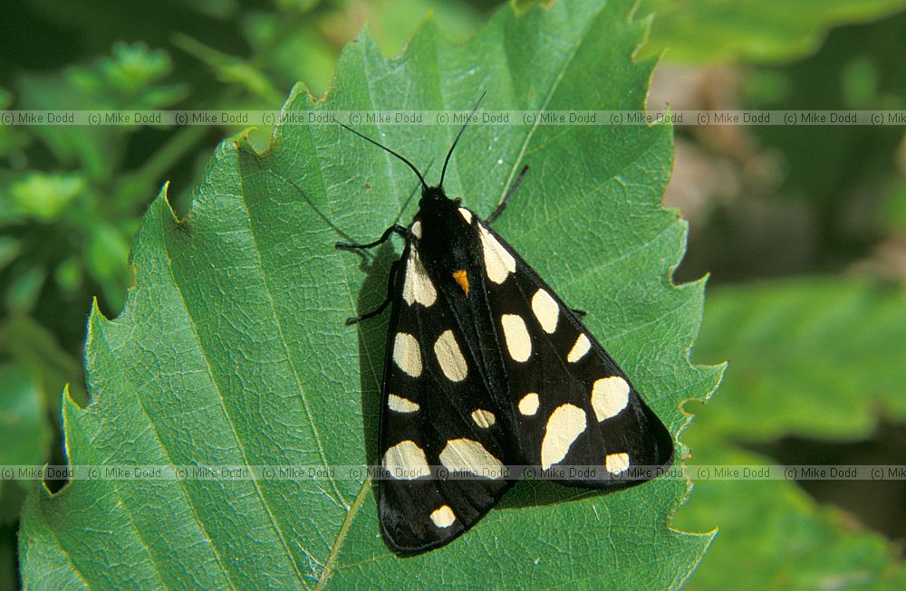 Tiger moth near Roccalberti