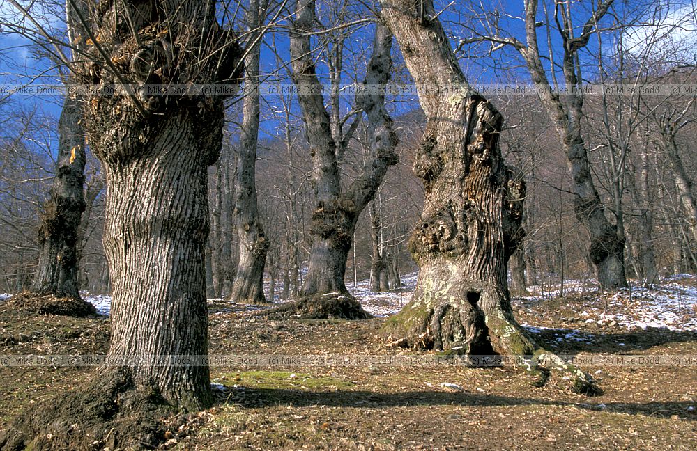 Chestnut grove Roggio