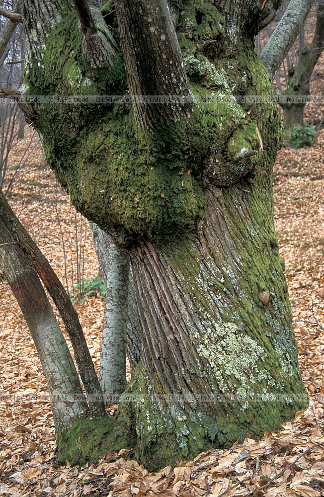 Chestnut pollard in the forest near Roccalberti