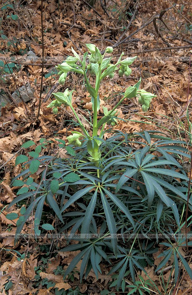 Helleborus foetidus Stinking Hellebore