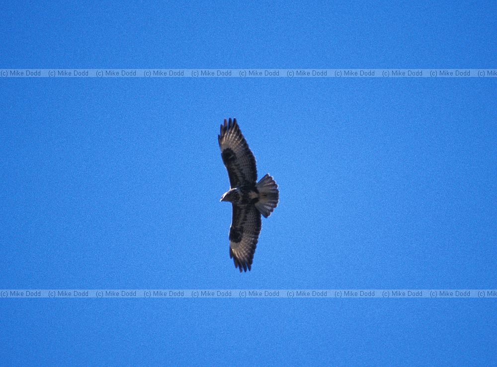 Buzzard near Careggine