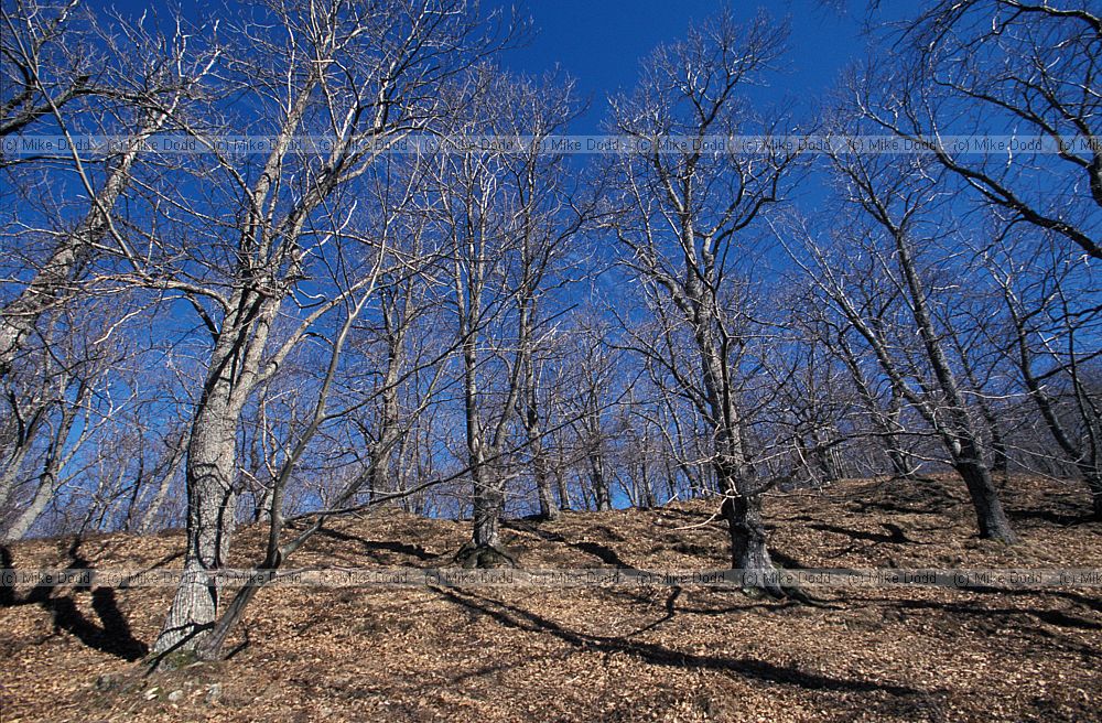 Chestnut woodland near Careggine