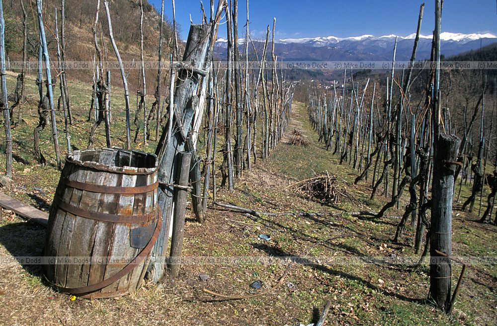 Vinyard and old barrel Roccalberti