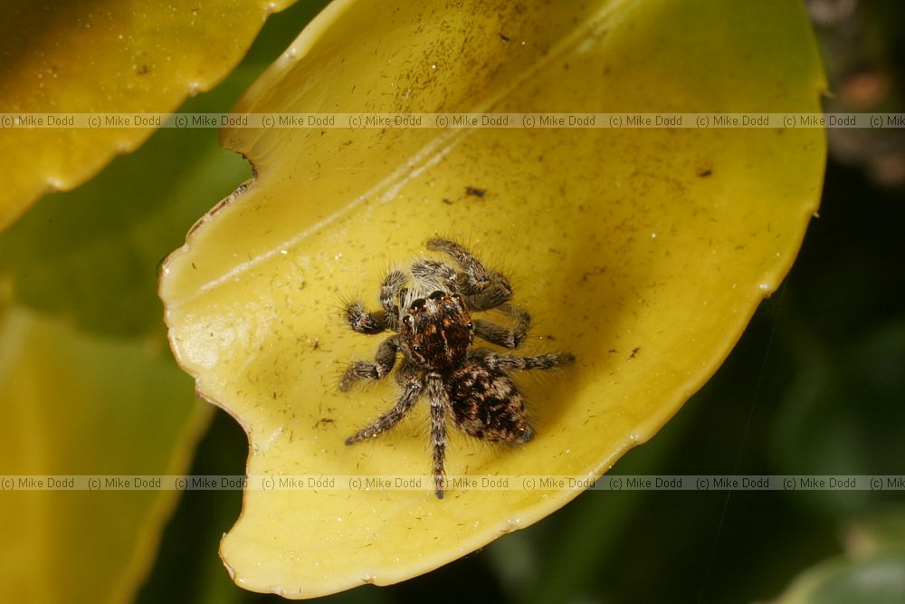 A jumping spider