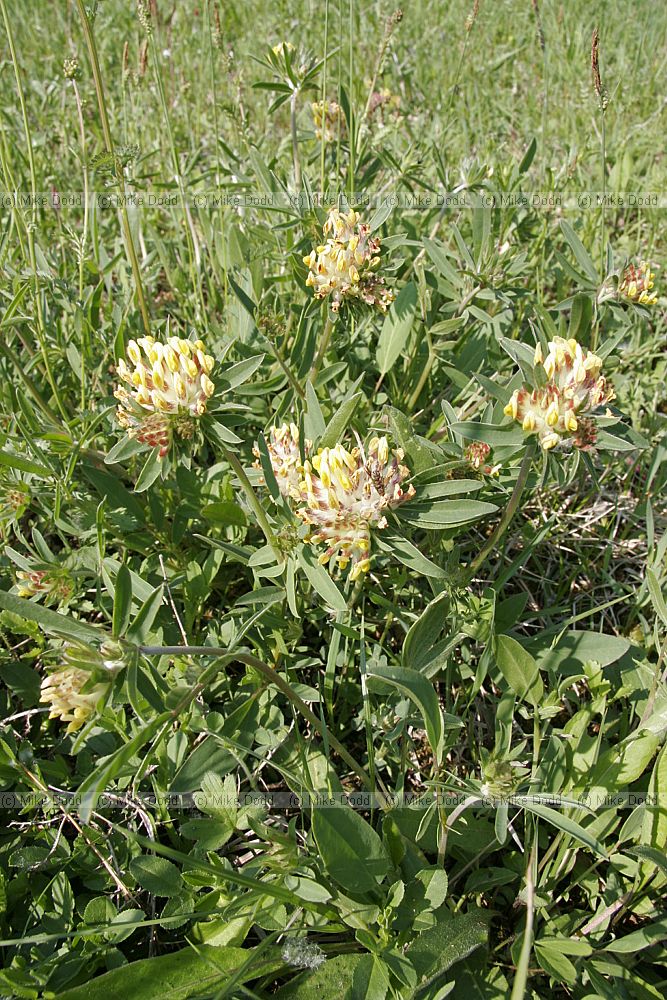 Anthyllis vulneraria Kidney vetch