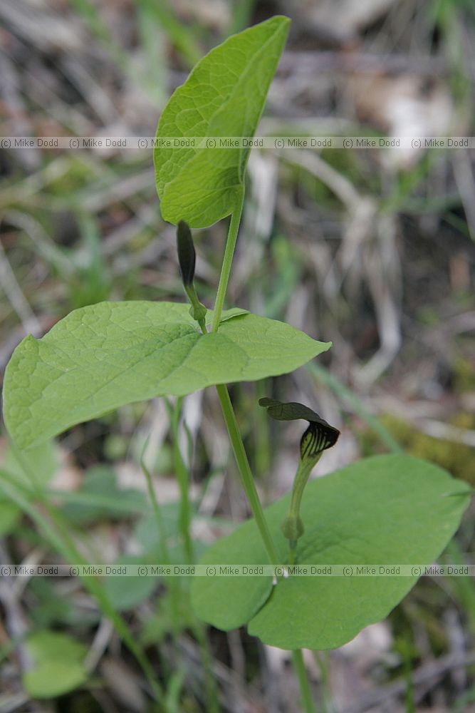 Aristolochia rotunda