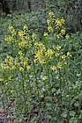 Barbarea vulgaris Common Wintercress (probably)