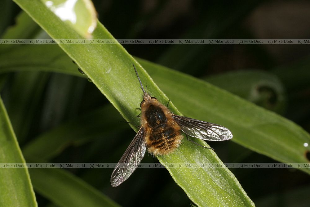 Bombylius major Bee-fly