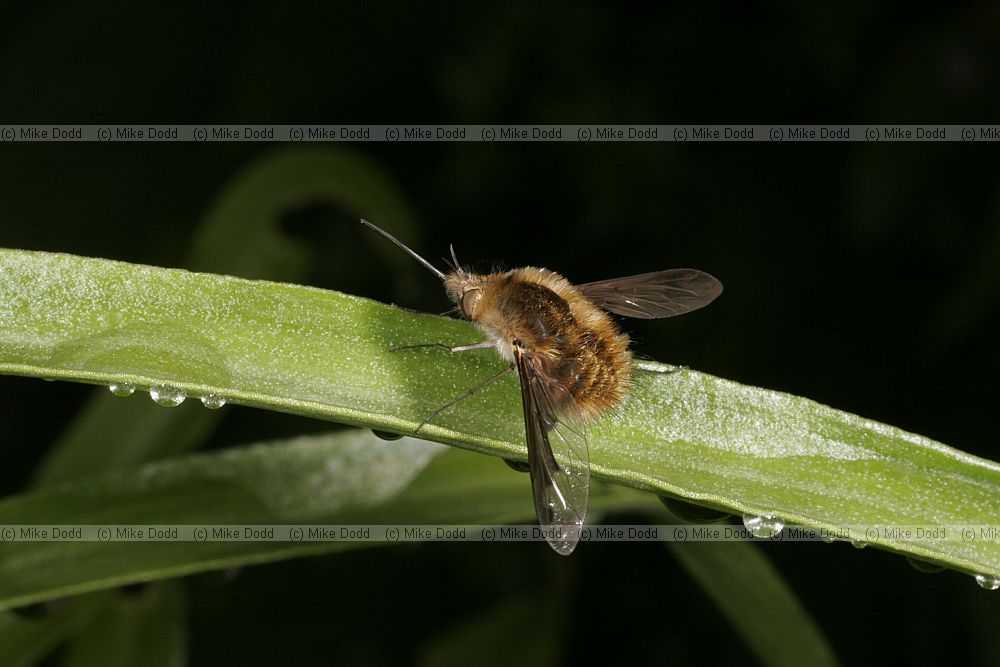 Bombylius major Bee-fly