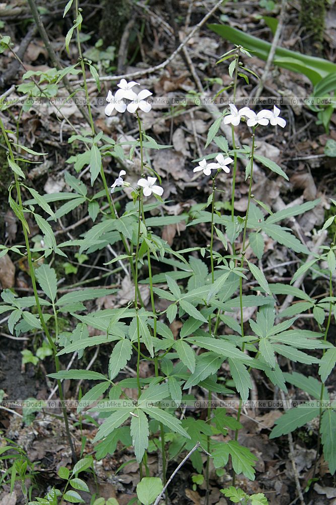 Cardamine bulbifera Coralroot