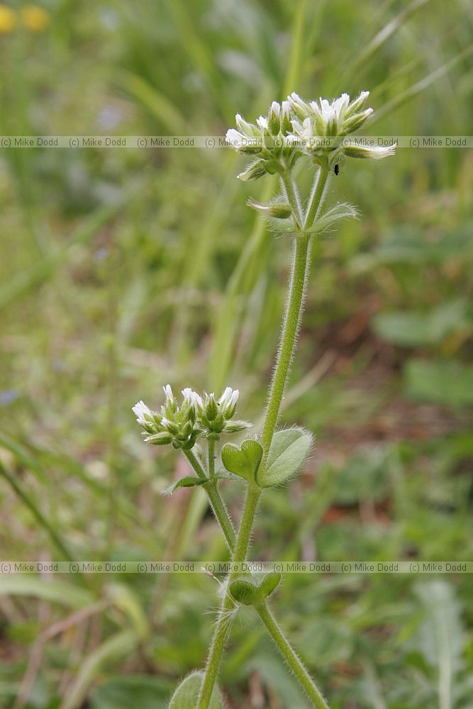 Cerastium glomeratum Sticky mouse-ear (check)