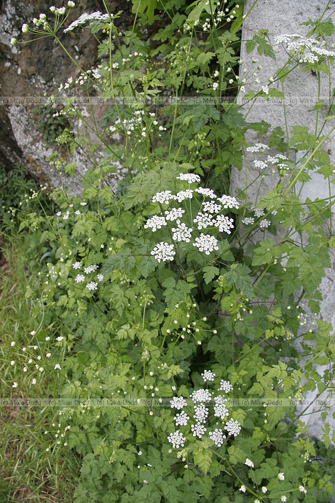 Chaerophyllum temulum Rough chervil