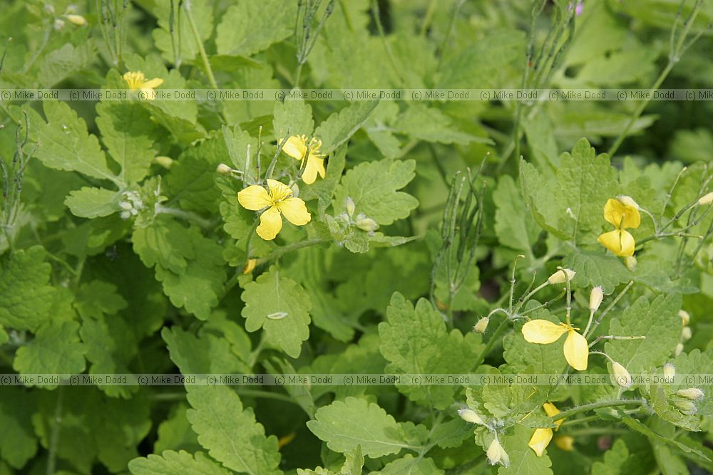 Chelidonium majus Greater Celandine