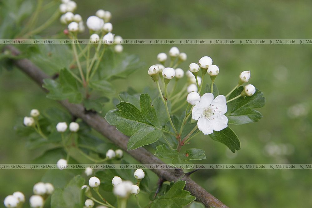 Crataegus monogyna Hawthorn
