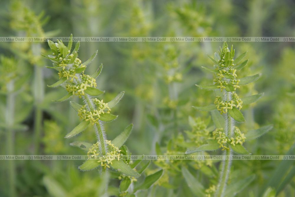 Cruciata laevipes Crosswort