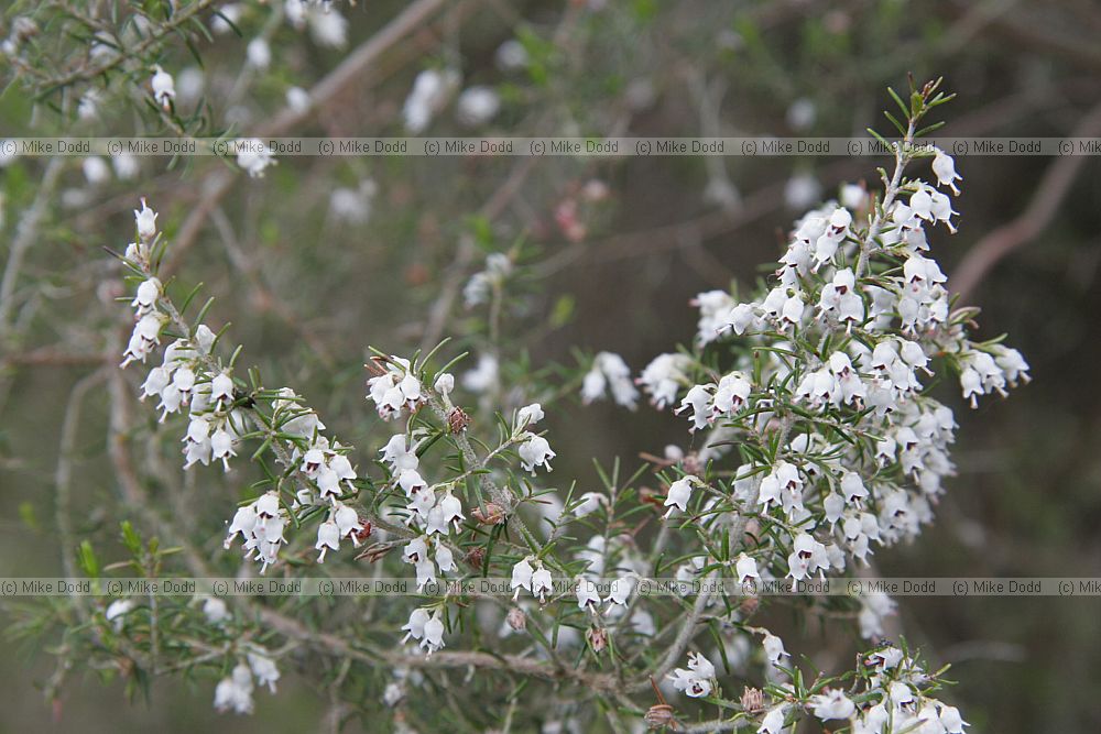 Erica arborea Tree heath