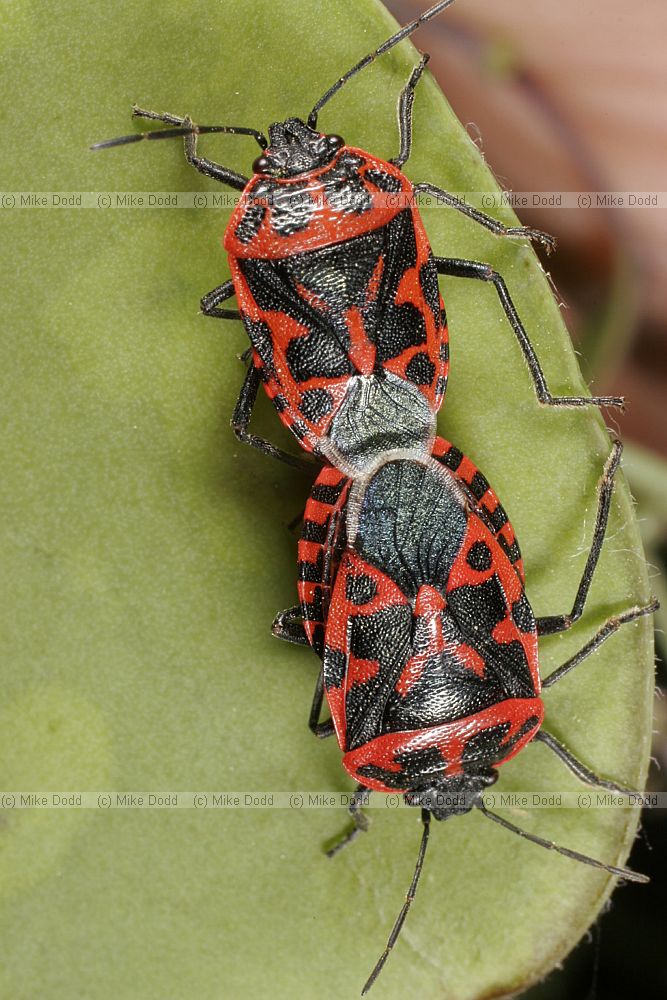 Eurydema dominulus Scarlet shieldbug